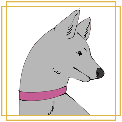 A white dog with a pink collar